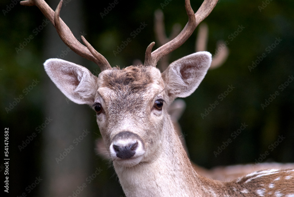 Cerf portrait Cerf portrait