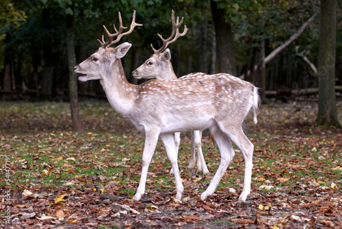 Cerfs doubles