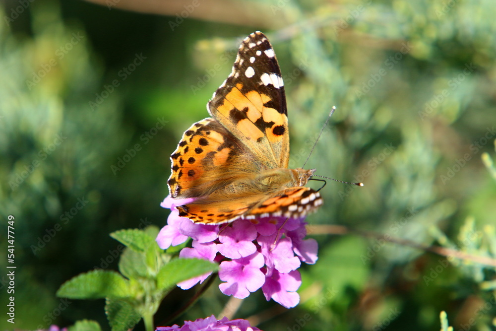 Obraz premium A multi-colored butterfly sits sits on a flower in a city park.