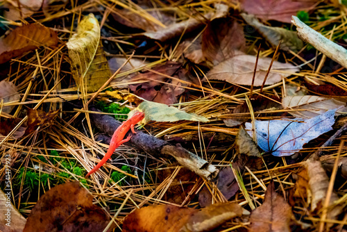 A very colorful Autumn in Upstate NY this year. An orange newt or maybe a salamander climbing over a small branch on the forest floor.