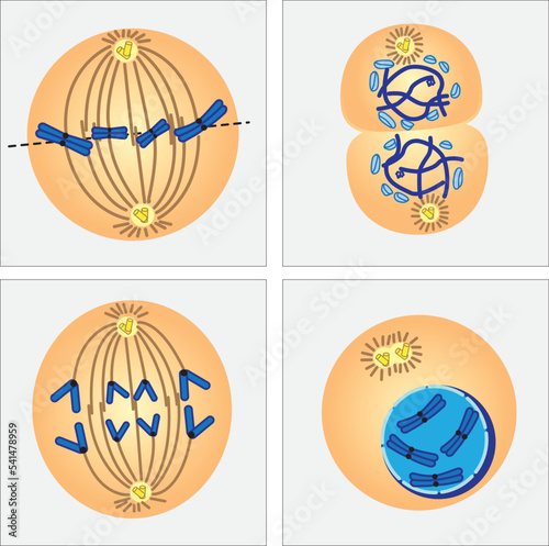 Meiosis is a process where a single cell divides twice to produce four cells containing half the original amount of genetic information