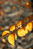 Vertical shot of the yellow tree leaves in the forest