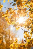 Vertical shot of the yellow tree leaves in the forest with the bright sun shining in the sky