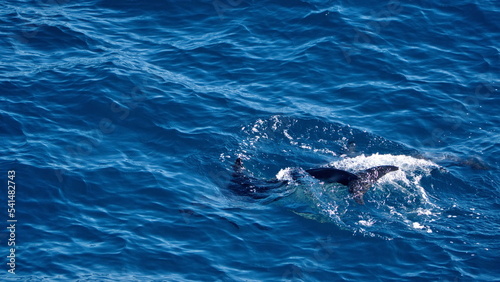 Tail of a dusky dolphin (Lagenorhynchus obscurus) in the South Atlantic, off the coast of the Falkland Islands