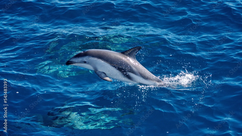 Fototapeta premium Dusky dolphin (Lagenorhynchus obscurus) in the South Atlantic, off the coast of the Falkland Islands