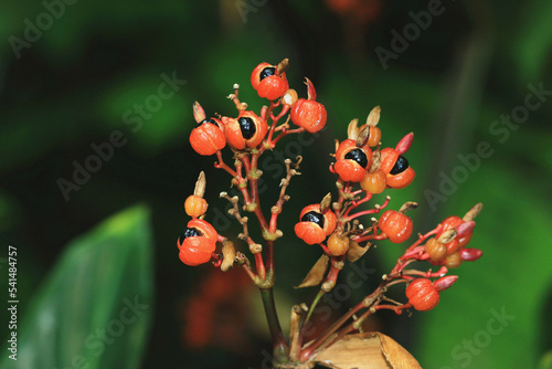 view of Guarana fruits growing in the plantation,close-up of red with black Guarana fruits