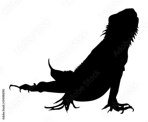 Silhouette of Iguana Reptiles (a genus of herbivorous lizards that are native to tropical areas of Mexico, Central America, South America, and the Caribbean). Format PNG © Berkah Visual