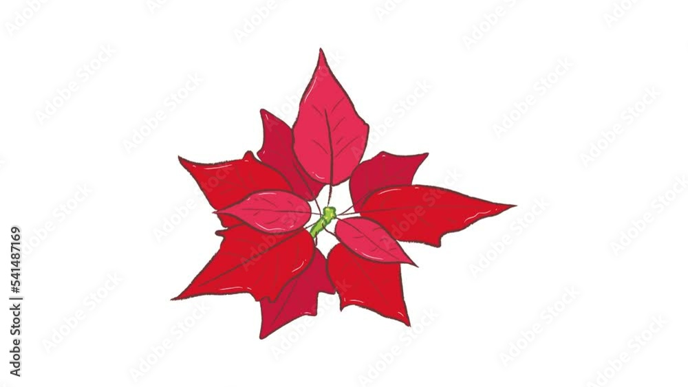 Top view of poinsettia blooming plant illustration in video footage Top view of poinsettia blooming plant illustration in video footage