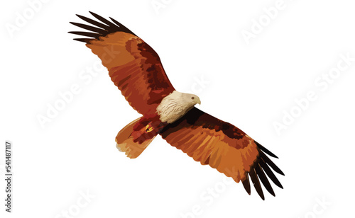 Brahminy Kite flying isolated on white background. Vector Illustration