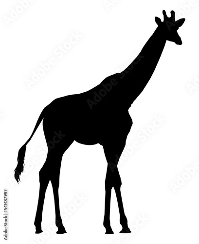 Giraffe Silhouette for Logo or Graphic Design Element. Vector Illustration