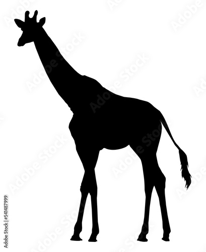 Giraffe Silhouette for Logo or Graphic Design Element. Vector Illustration