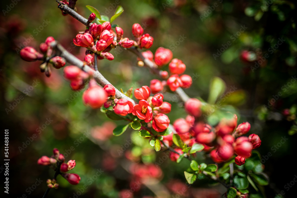 Naklejka premium Natura