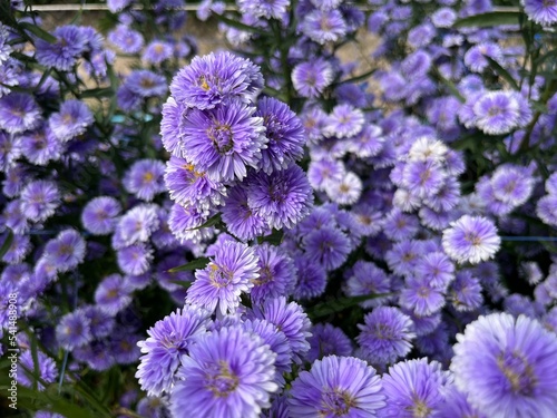 Fototapeta Naklejka Na Ścianę i Meble -  violet flower