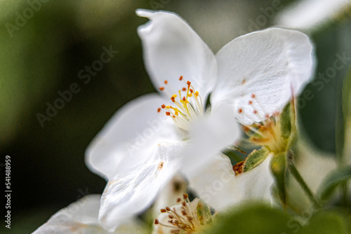 Fototapeta Naklejka Na Ścianę i Meble -  rośliny, kwiaty, natura