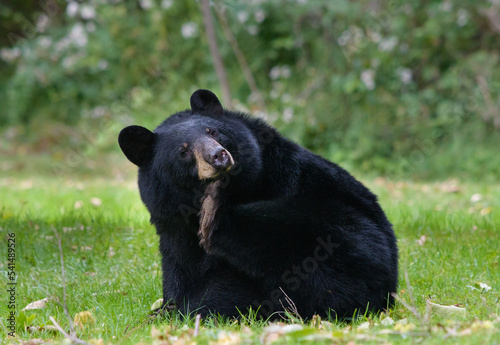 American black bear, Ursus americanus scratching its chin while sitting in a field