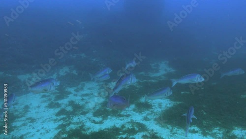 Dentex dentex fish shoal swimming in deep sea water