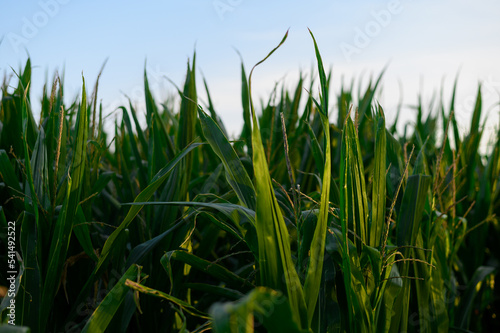 Corn field in summer at Chiemsee against blue sky
