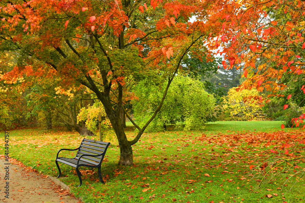 Autumn landscape. Bench under red maple in the park.
