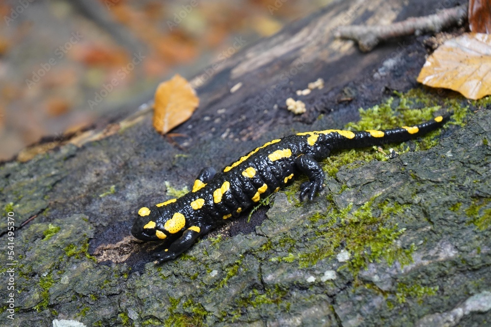 The fire salamander (Salamandra salamandra) Salamandridae familay, is a common species of salamander found in Europe. Location: Near Kelheim, Bavaria, Germany.