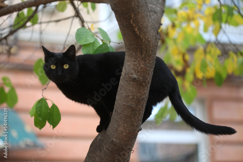 Photography Portrait of cute wild black cat on tree