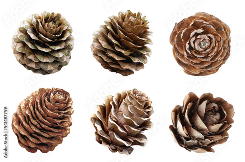 Larch Cones for Christmas Decoration