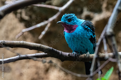 Spangled cotinga