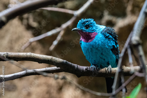 Spangled cotinga