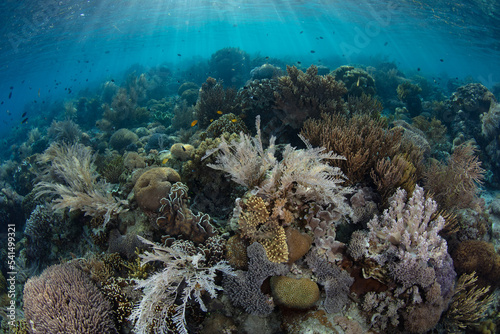 A diverse array of corals compete for space on a shallow, healthy reef near Alor, Indonesia. This area is within the Coral Triangle, a region known for its extraordinary marine biodiversity.