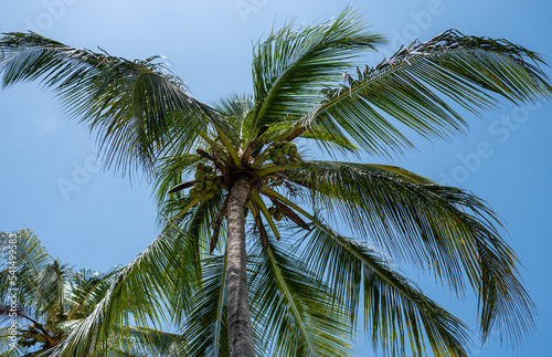 coconut palm tree