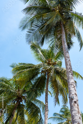 coconut palm trees