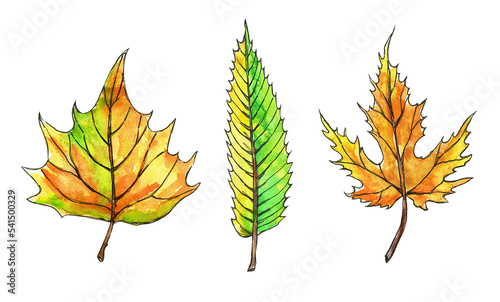 Set of autumn leaves. Watercolor illustration on a white background.