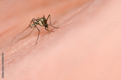 Mosquitoes are feeding on human skin blood. Mosquitoes are carriers of dengue fever and malaria. Dengue fever is very prevalent during the rainy season.