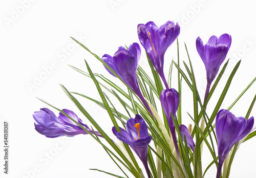 Crocuses. Crocus flower in the spring isolated on white
