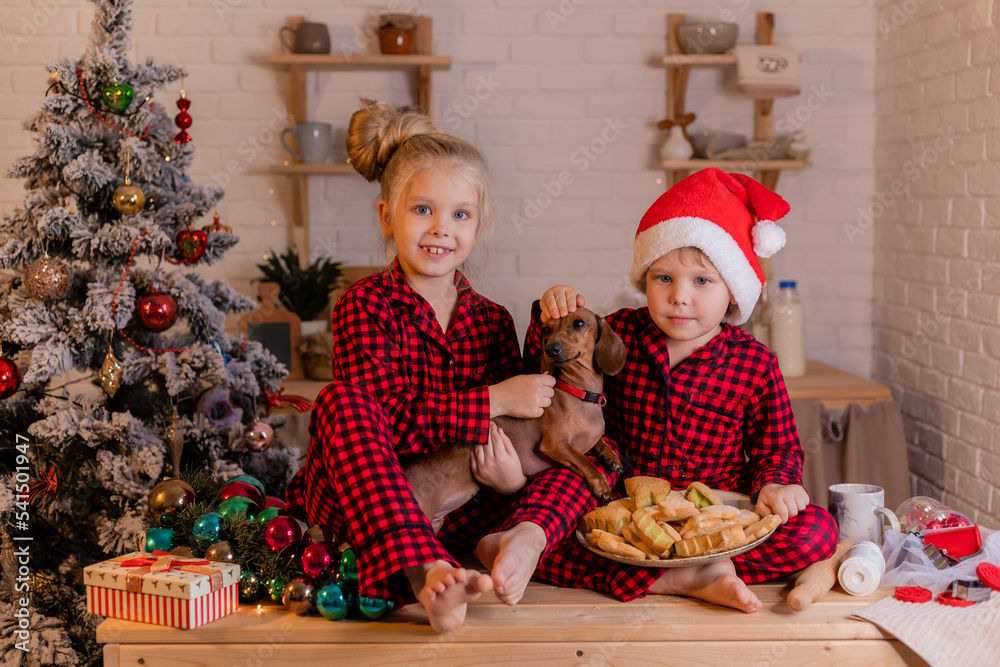 children in red pajamas and santa hats and their dog dachshund eat christmas cookies in the kitchen