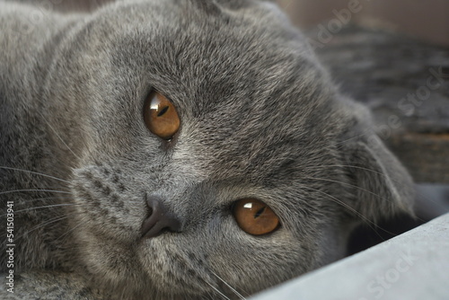 Portrait of a Young Gray Scottish fold cat