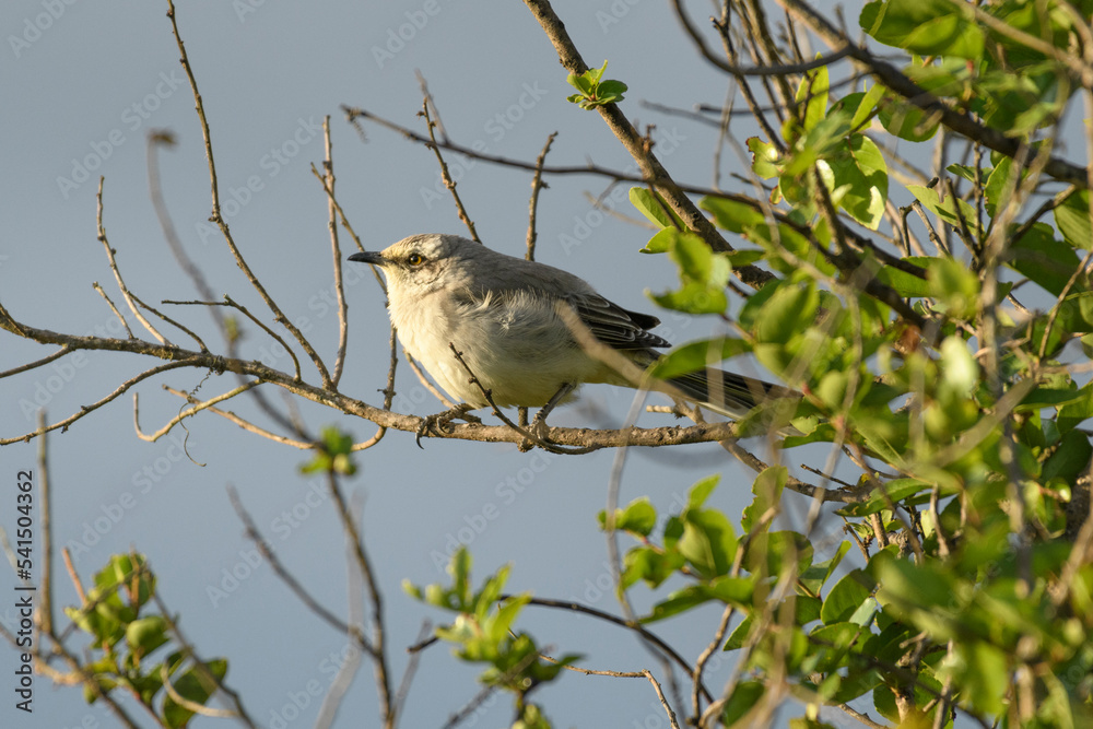 Mimus Gilvus, Tropical Mockingbbird perched Mimus Gilvus, Tropical Mockingbbird perched