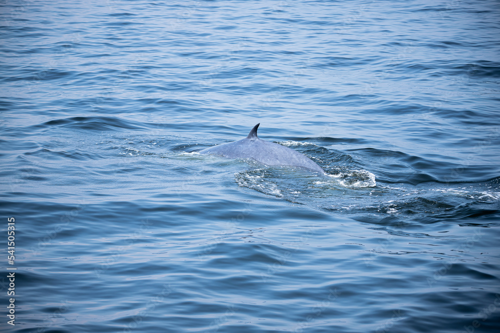 Obraz premium The tail fin of a Bryde's Whale quickly swims to the water, There are many Bryde's Whales living in the gulf of Thailand at Bang Tabun, Petchaburi, Thailand.