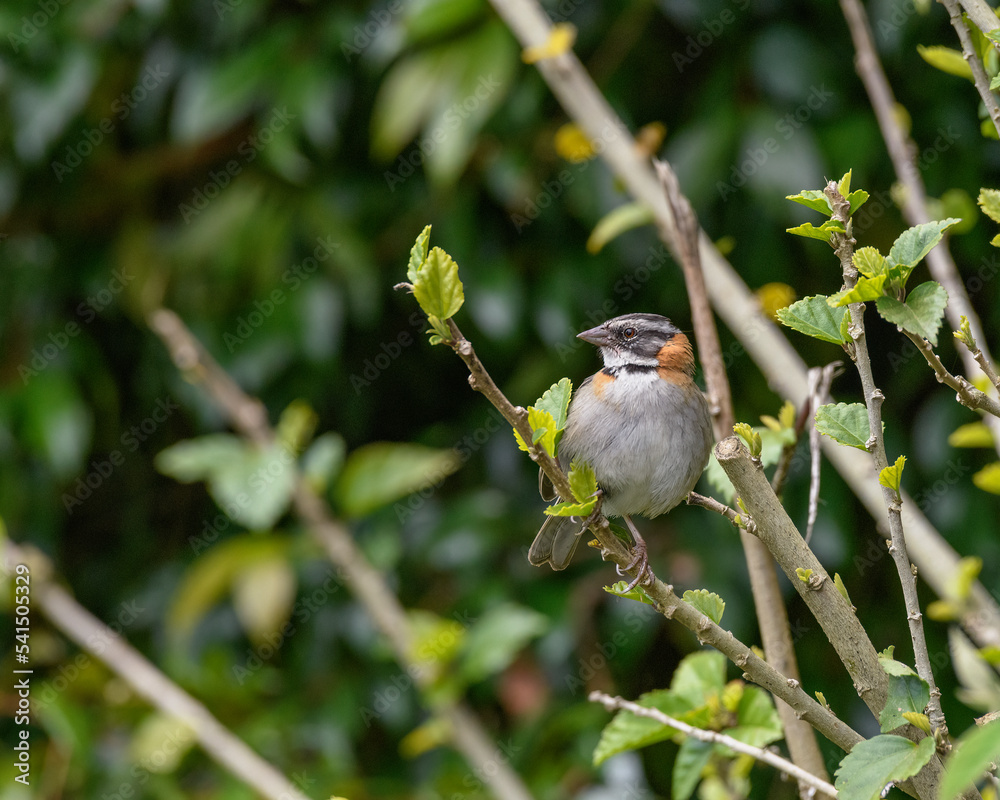 Zonotrichia Capensis, Rufous collared Sparrow perched Zonotrichia Capensis, Rufous collared Sparrow perched