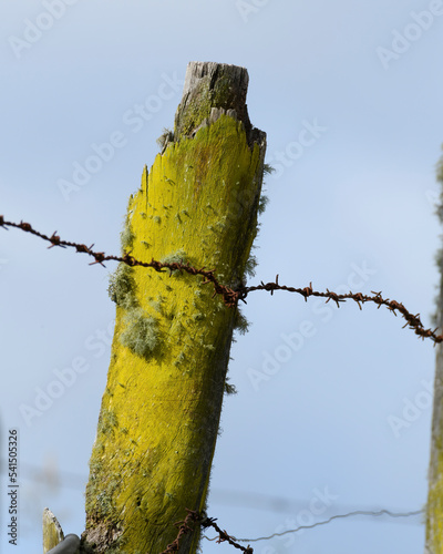 Chrysothrys Candelaris on a barb wire fence post photo