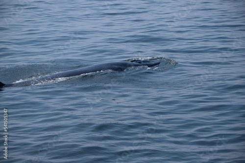 The tail fin of a Bryde s Whale quickly swims to the water   There are many Bryde s Whales living in the gulf of Thailand at Bang Tabun  Petchaburi  Thailand.