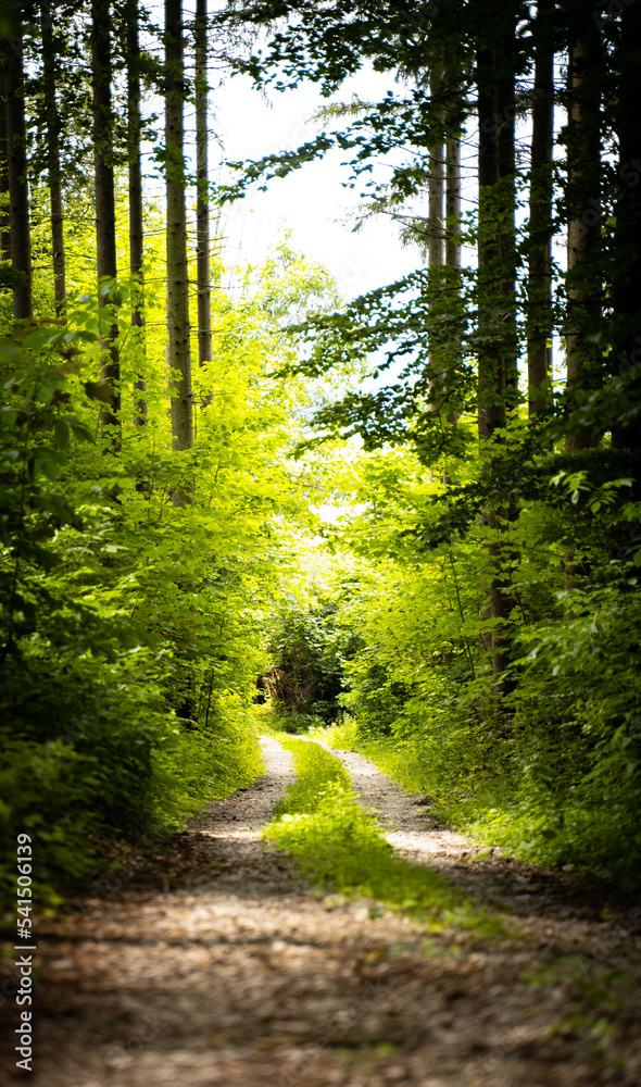 Der Bär Geht In Den Wald Wo Geht Er Hin Weg im Wald Stock-Foto | Adobe Stock