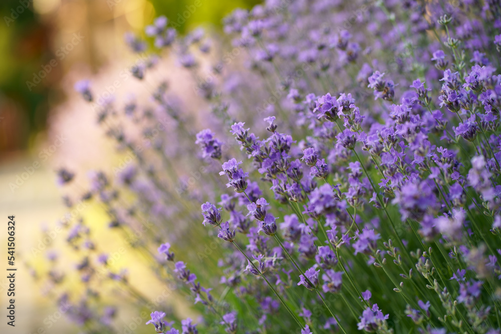 Obraz premium Lavender flower field, blooming purple fragrant lavender flowers. Cultivation of lavender swaying in the wind over sunset sky, harvest, perfume ingredient, aromatherapy.
