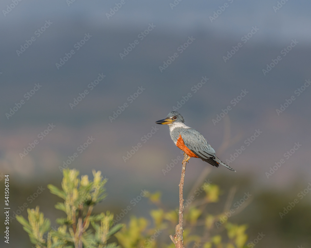 Megaceryle Torquata, Ringed Kingfisher perched Megaceryle Torquata, Ringed Kingfisher perched