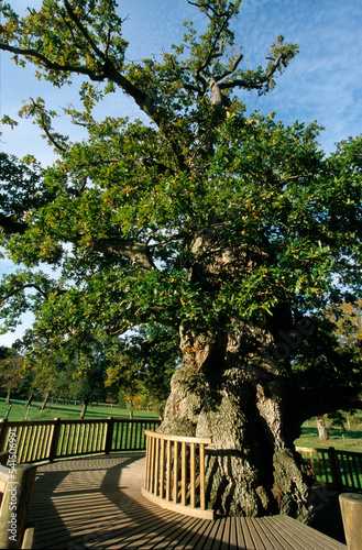 Chéne, Quercus robur, Le chéne millénaire, Chene a Guillotin, légende de Merlin, Bretagne, Concoret, 56, Morbihan photo
