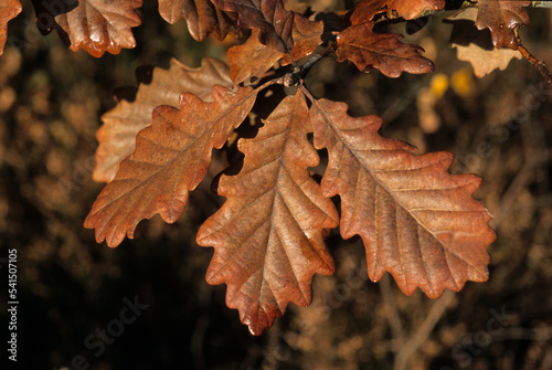 Chéne rouvre , Quercus petraea, feuille photo