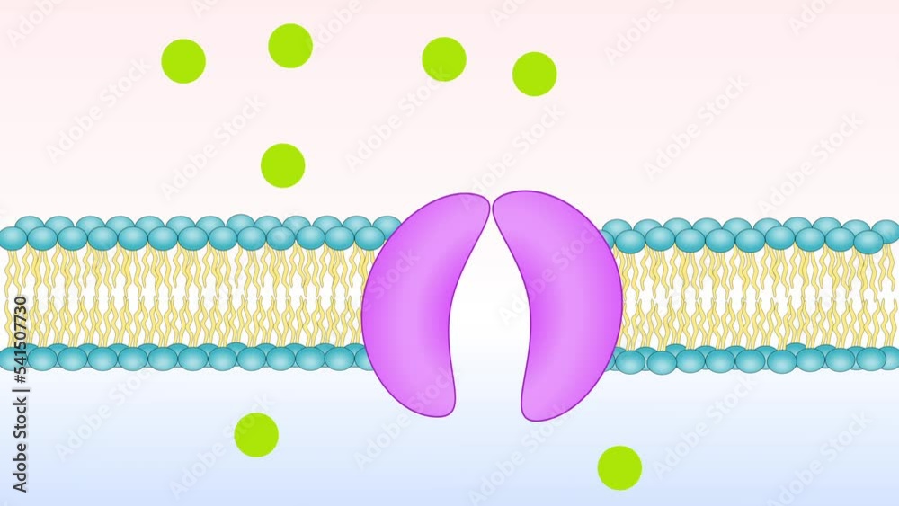 Carrier membrane protein, passive transport. Animation