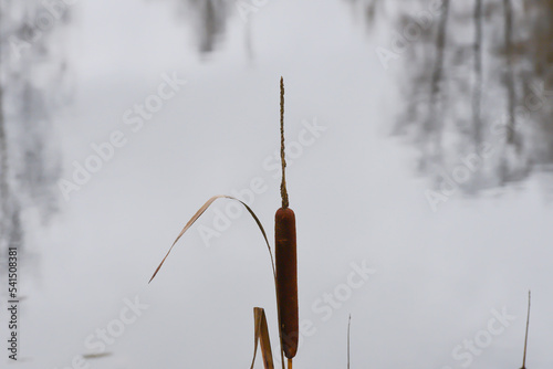 brown wolf mackerel on the shore of the lake on a gray day in autumn photo