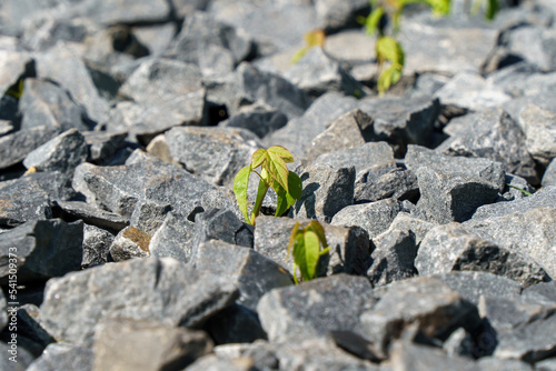 Green sprouts of young plants make their way through gray stones