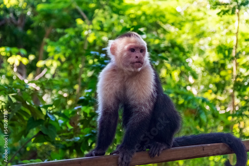 Photography Capuchin monkey in Honduras