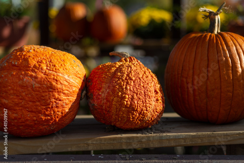Gourds on a plank_0001